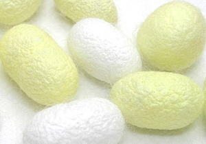 カイコ飼育セット(黄白)の繭