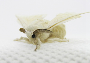 カイコ飼育セット(里山黄金)の蚕