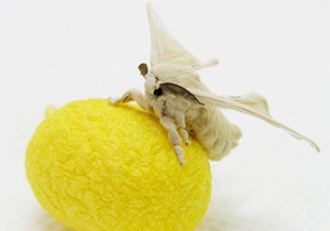 カイコ飼育セット(里山黄金)の蚕